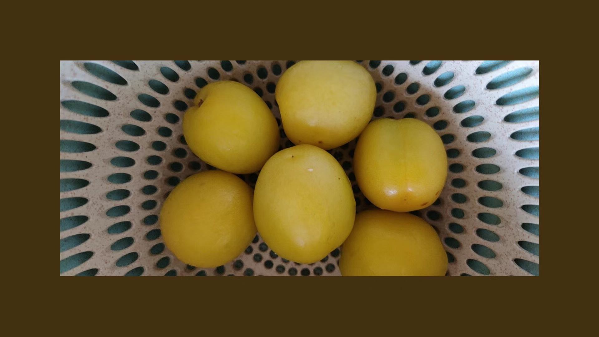 新疆轮台小白杏种植基地,杏树成片,阳光照射下果实成熟饱满 新疆轮台小白杏种植基地