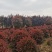 红叶石楠球基地80公分-350米冠，基地直销