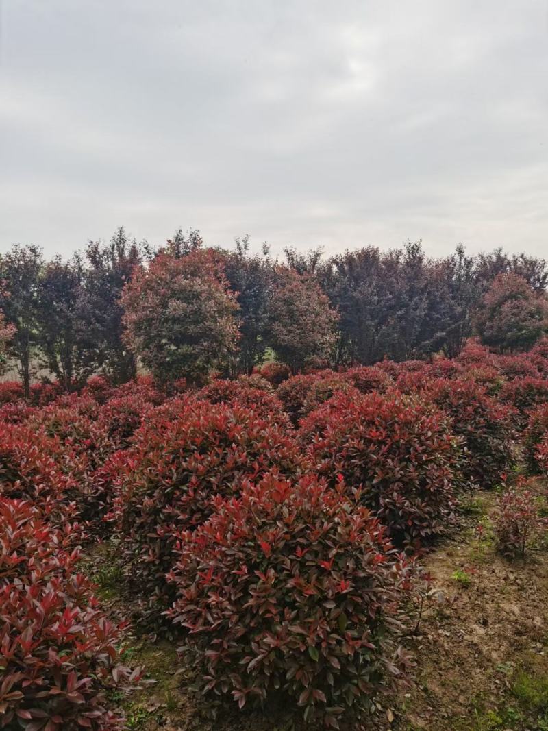 红叶石楠球基地80公分-350米冠，基地直销
