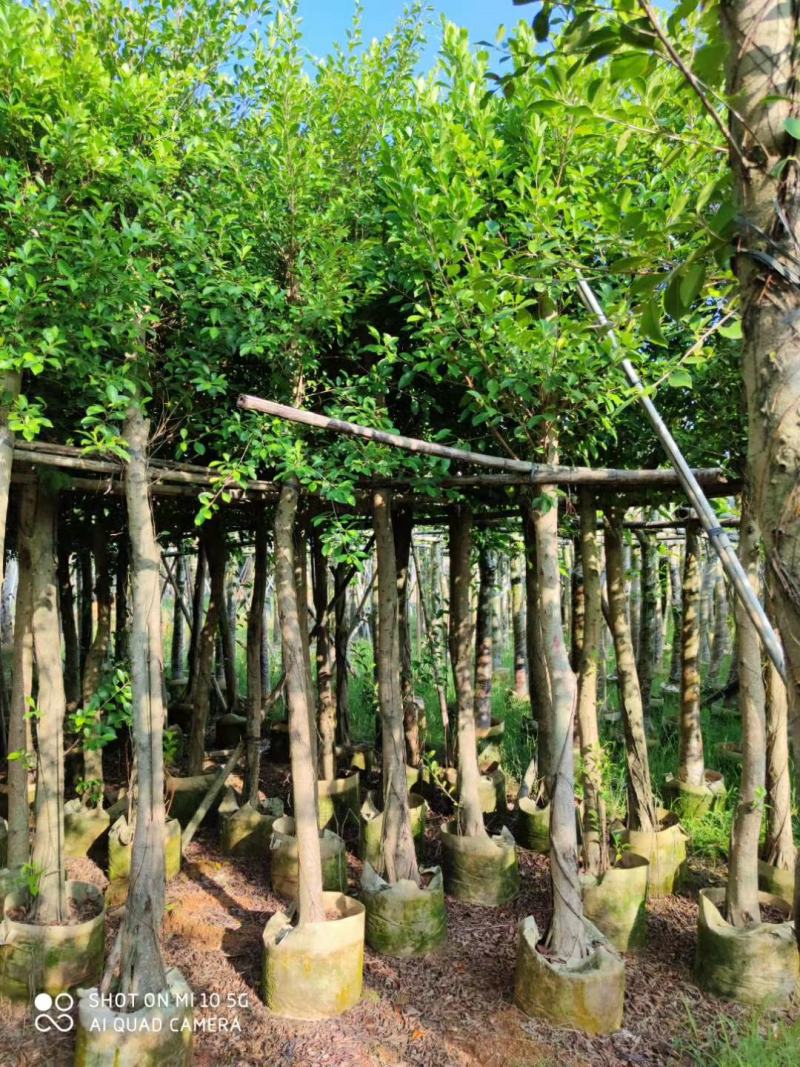 5-10分小叶榕袋苗供应，广东小叶榕，普宁小叶榕