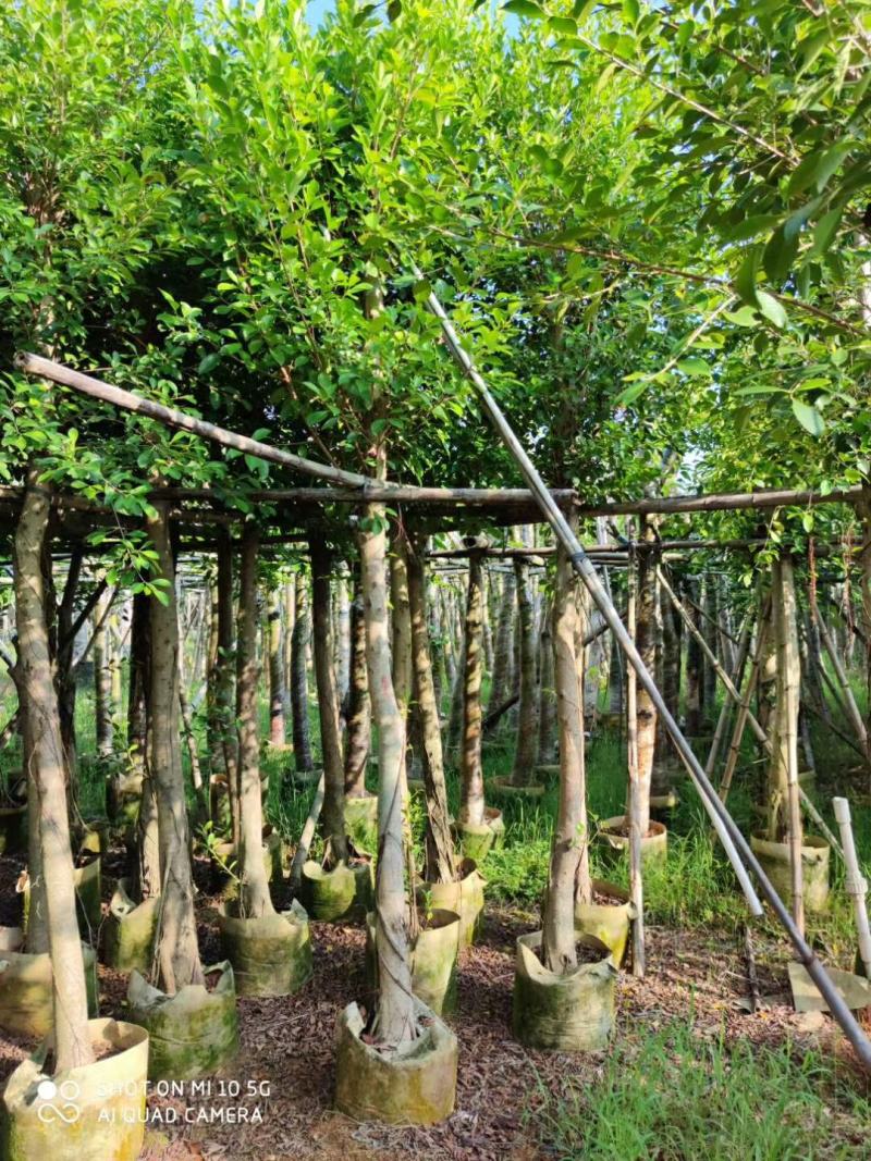 5-10分小叶榕袋苗供应，广东小叶榕，普宁小叶榕