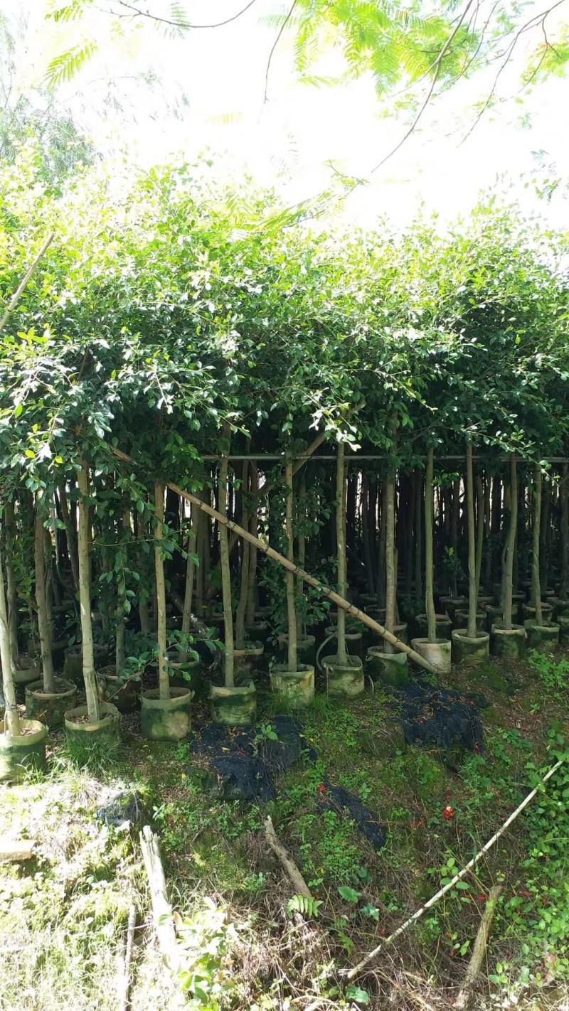 5-10分小叶榕袋苗供应，广东小叶榕，普宁小叶榕