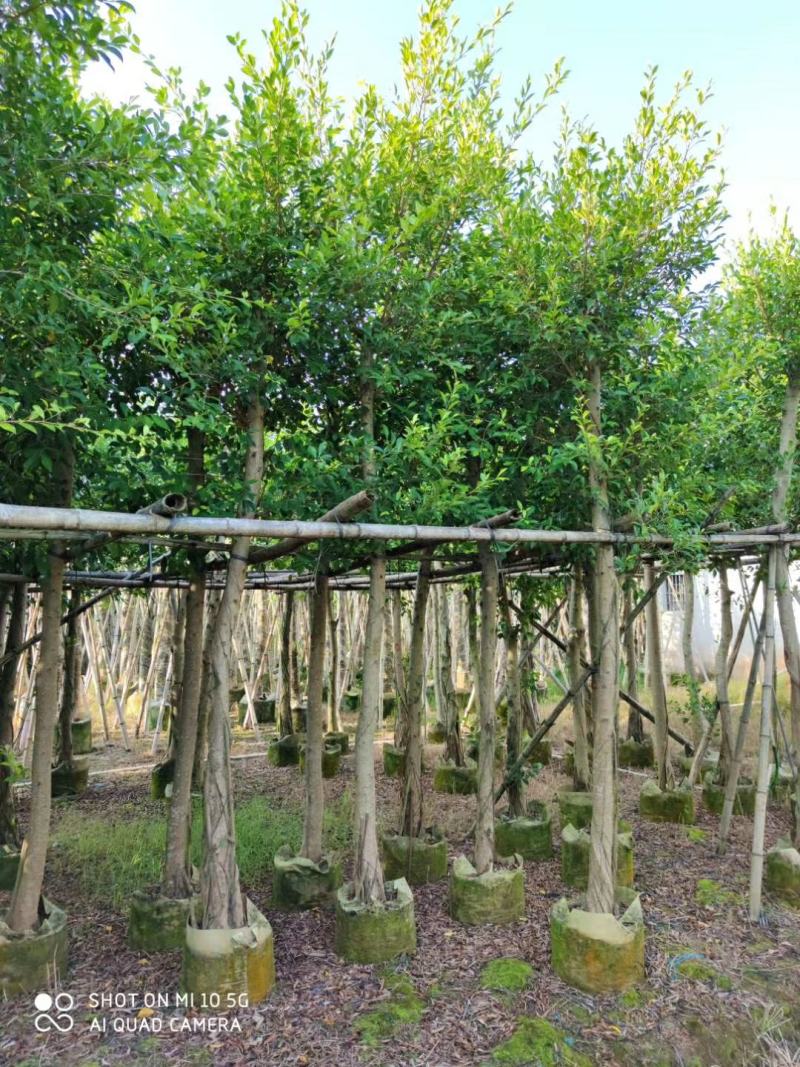 5-10分小叶榕袋苗供应，广东小叶榕，普宁小叶榕