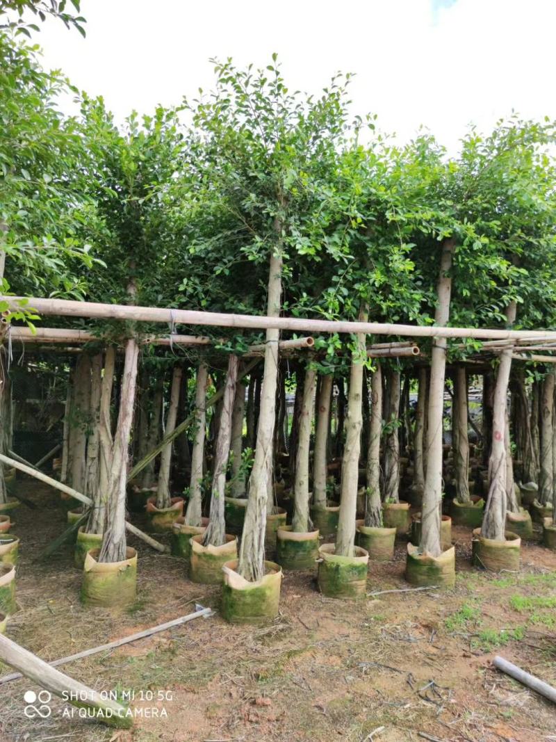 5-10分小叶榕袋苗供应，广东小叶榕，普宁小叶榕