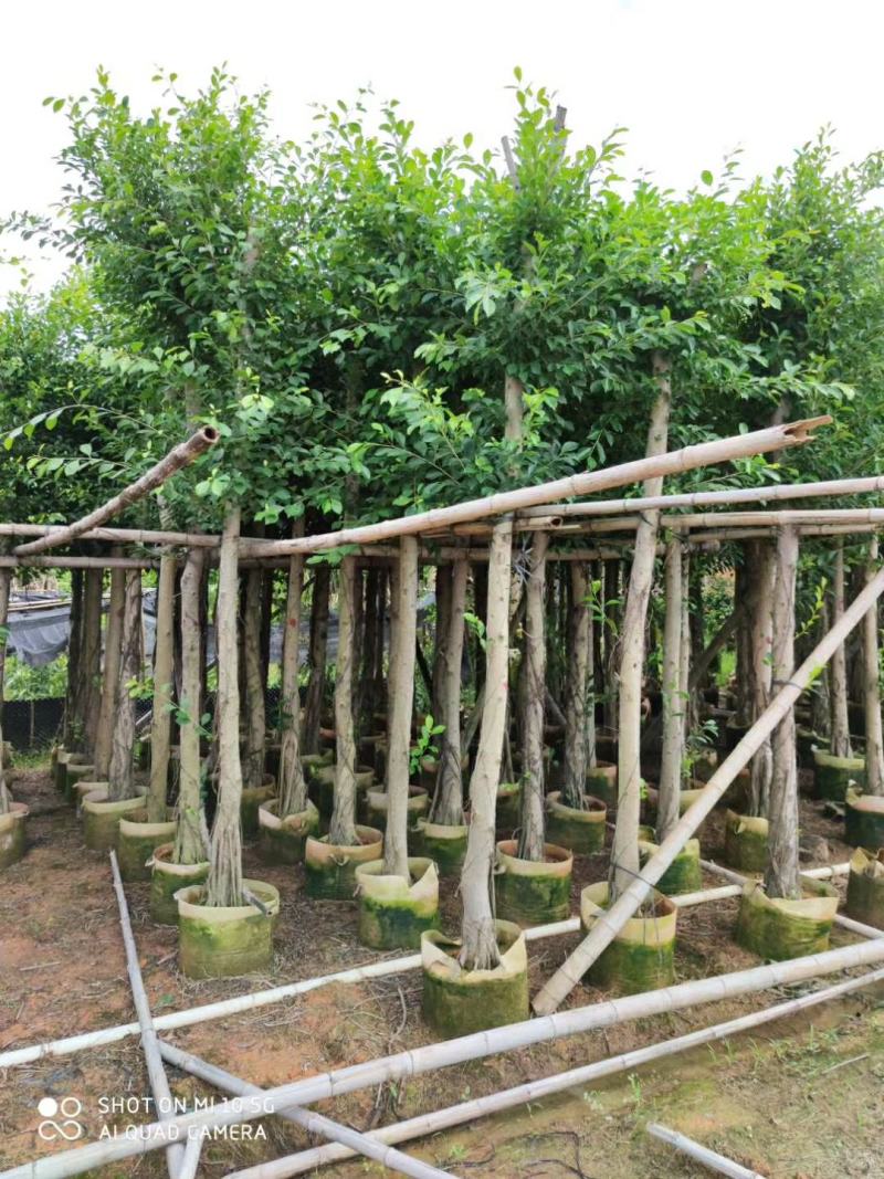 5-10分小叶榕袋苗供应，广东小叶榕，普宁小叶榕