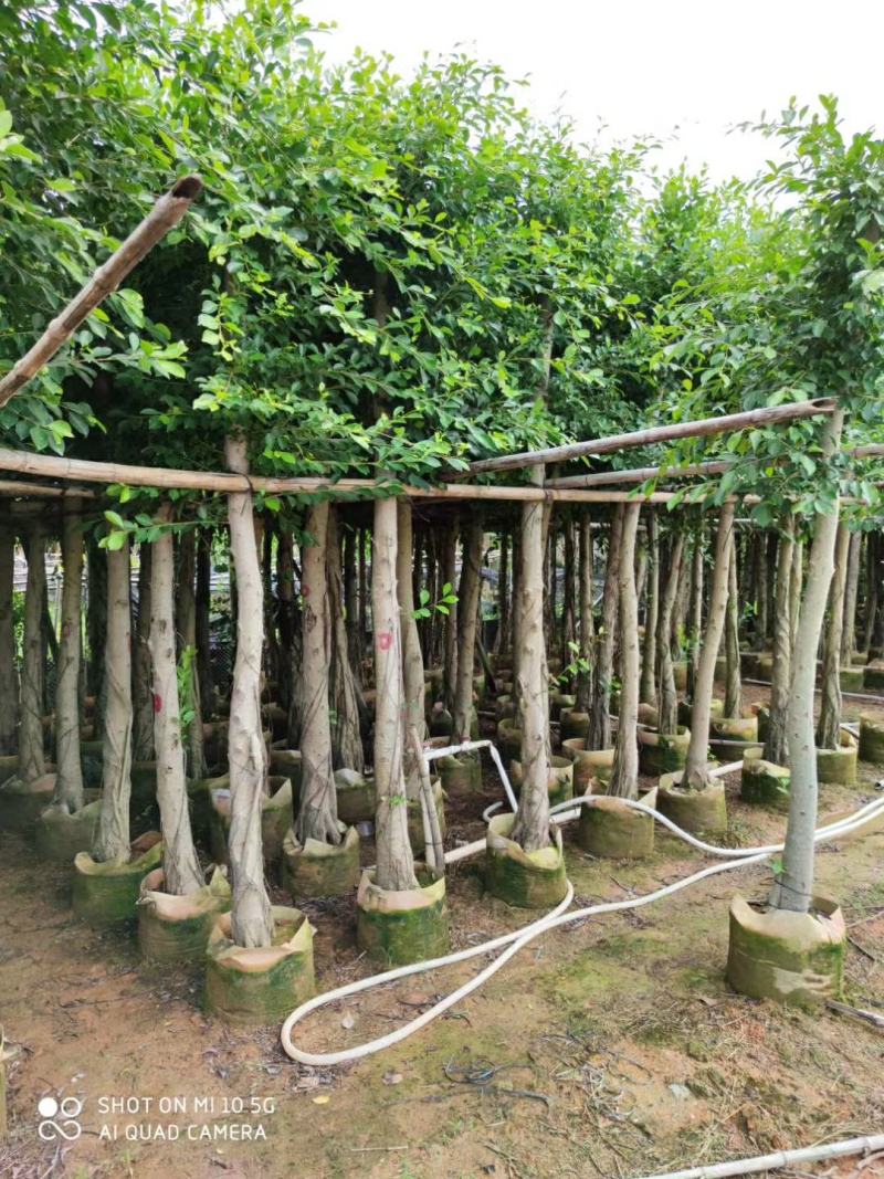 5-10分小叶榕袋苗供应，广东小叶榕，普宁小叶榕