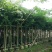 5-10分小叶榕袋苗供应，广东小叶榕，普宁小叶榕