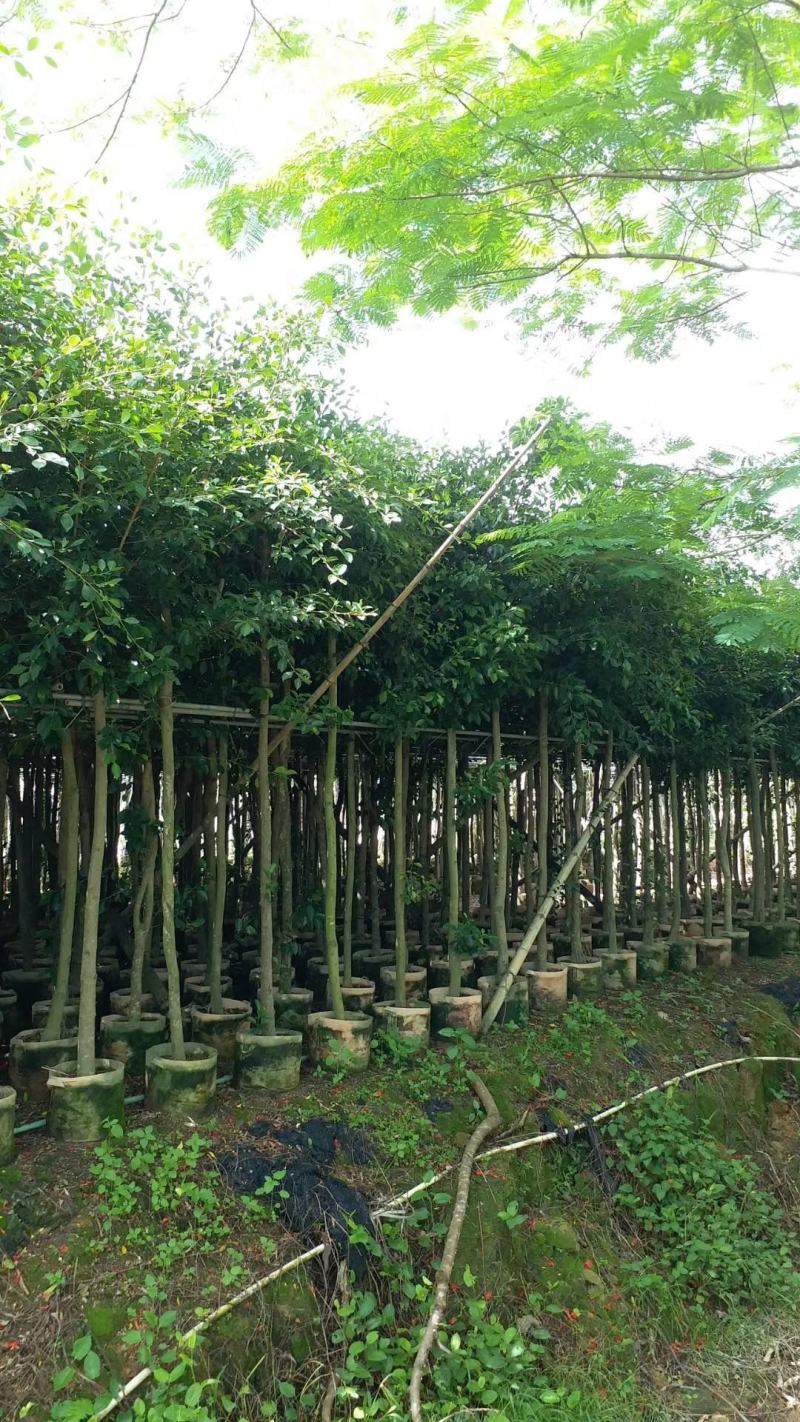 5-10分小叶榕袋苗供应，广东小叶榕，普宁小叶榕