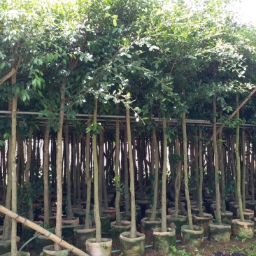 5-10分小叶榕袋苗供应，广东小叶榕，普宁小叶榕
