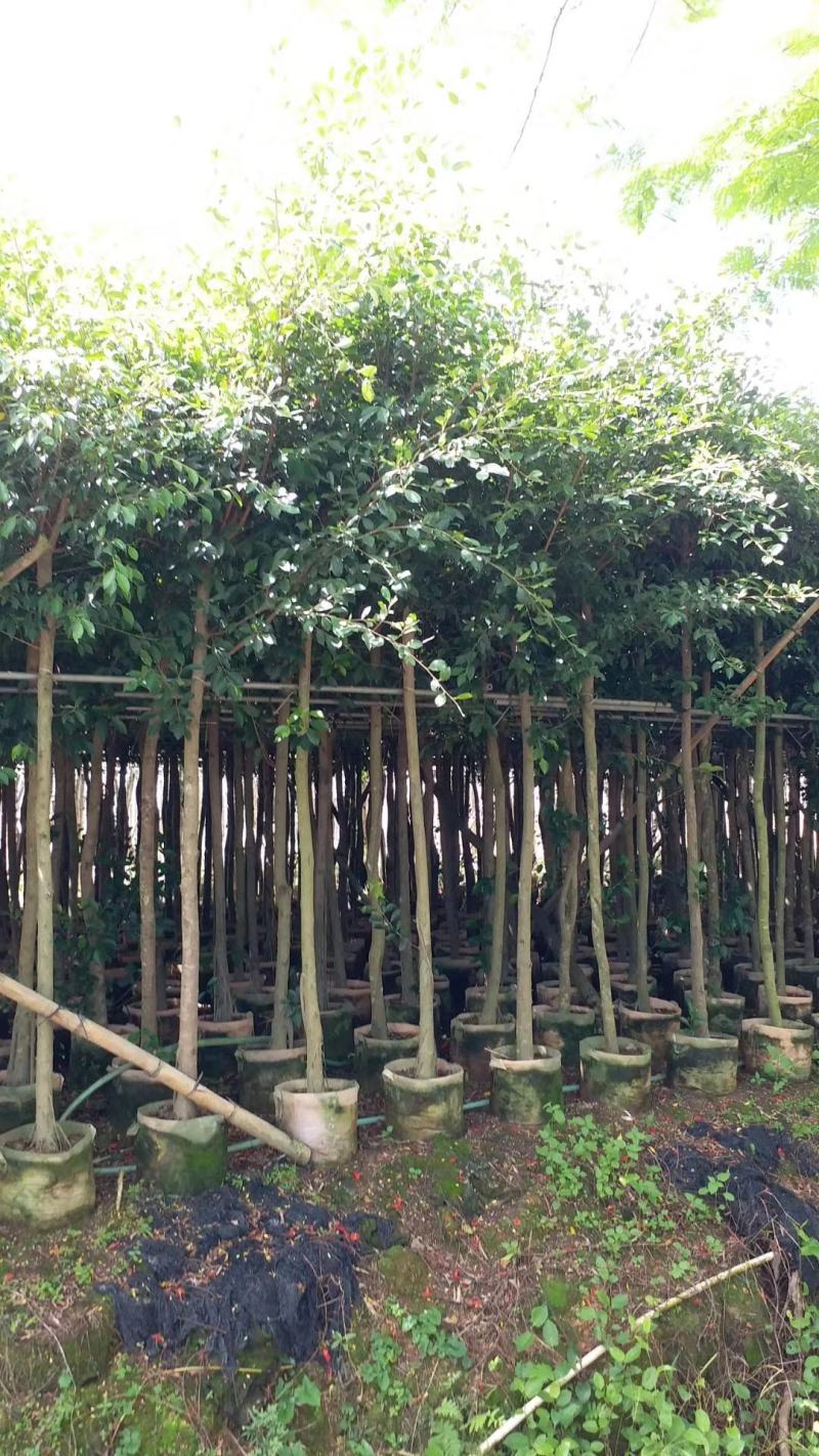 5-10分小叶榕袋苗供应，广东小叶榕，普宁小叶榕