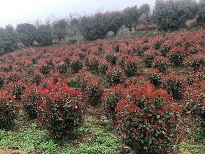 红叶石楠球基地80公分-350米冠，基地直销