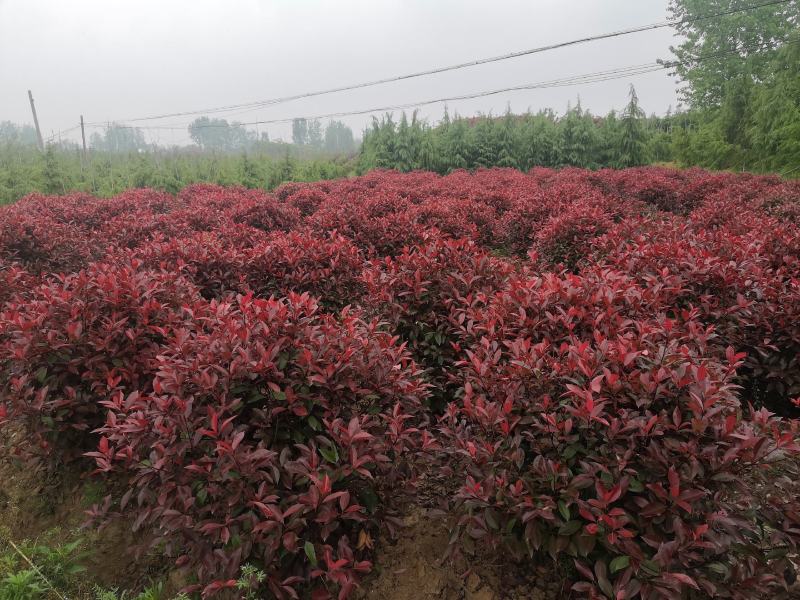 红叶石楠球基地80公分-350米冠，基地直销
