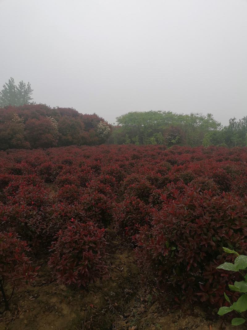 红叶石楠球基地80公分-350米冠，基地直销