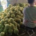 黄肉西瓜(特小凤)