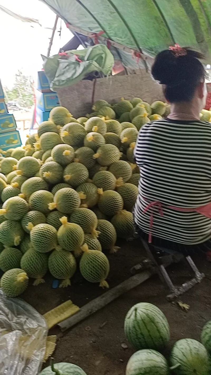 黄肉西瓜(特小凤)