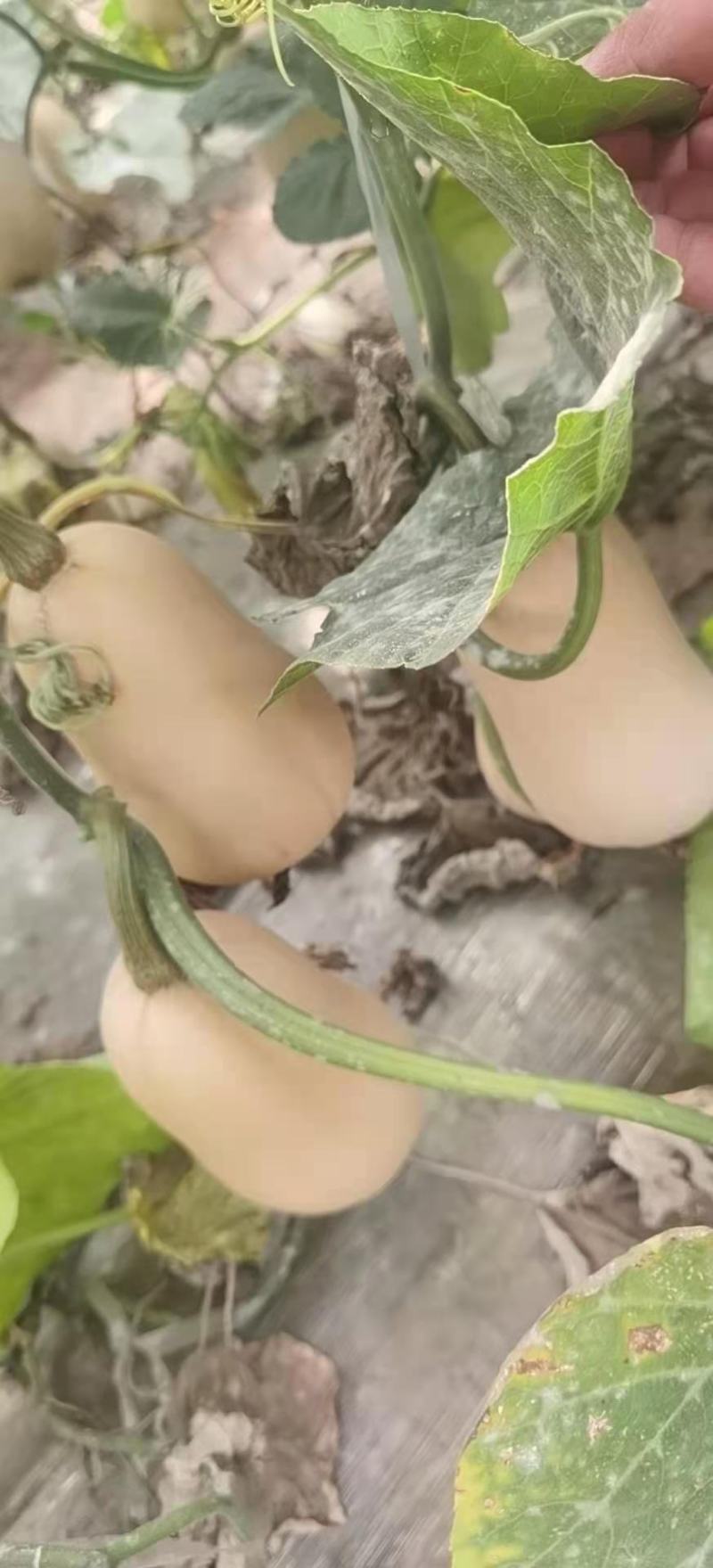 奶油南瓜，板栗南瓜，贝贝南瓜，橄榄南瓜，