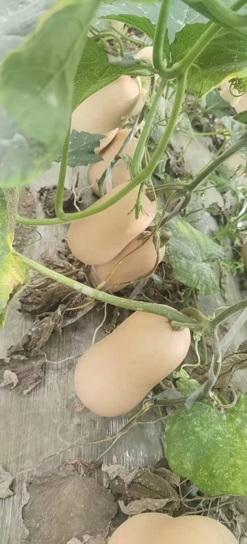 奶油南瓜，板栗南瓜，贝贝南瓜，橄榄南瓜，