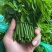正宗树仔菜海南五指山野菜新鲜天绿香益肝菜潮汕树菜