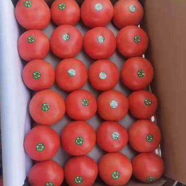 山东西红柿大量上市基地直发专业团队诚信经营欢迎咨询