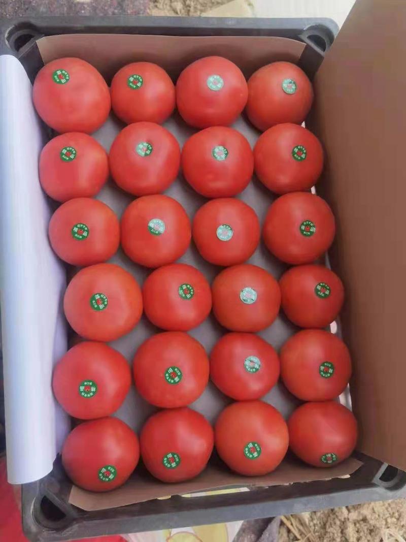 山东西红柿大量上市基地直发专业团队诚信经营欢迎咨询