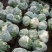 白花菜花1斤适中乳白