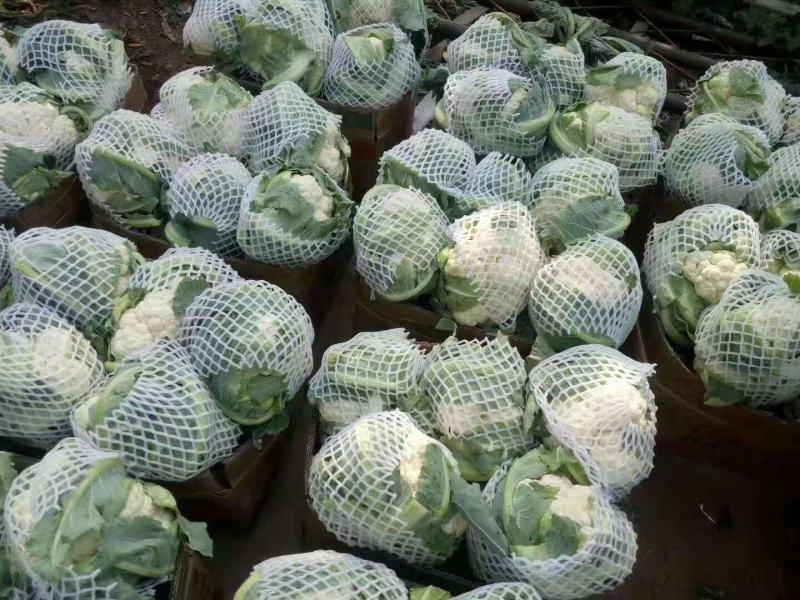 白花菜花1斤适中乳白