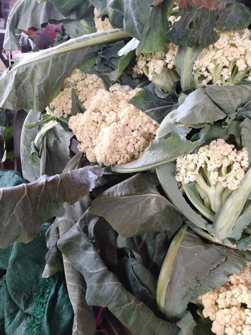 白花菜花1斤适中乳白