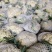 白花菜花1斤适中乳白