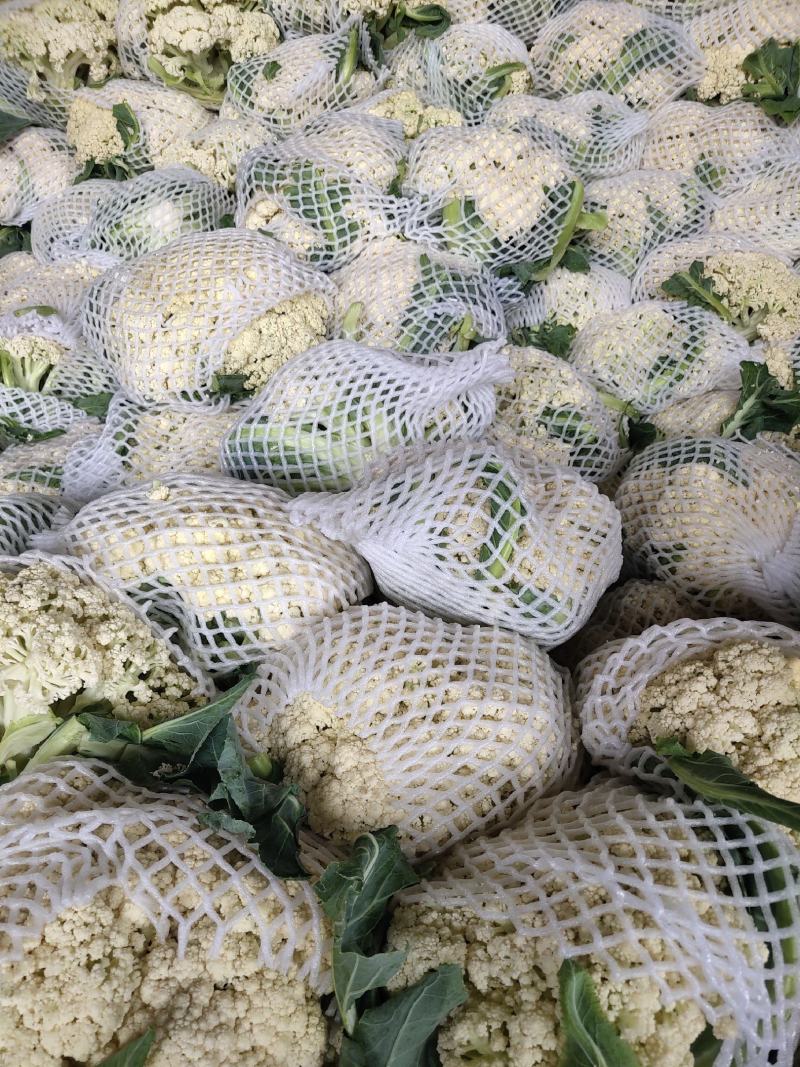 白花菜花1斤适中乳白