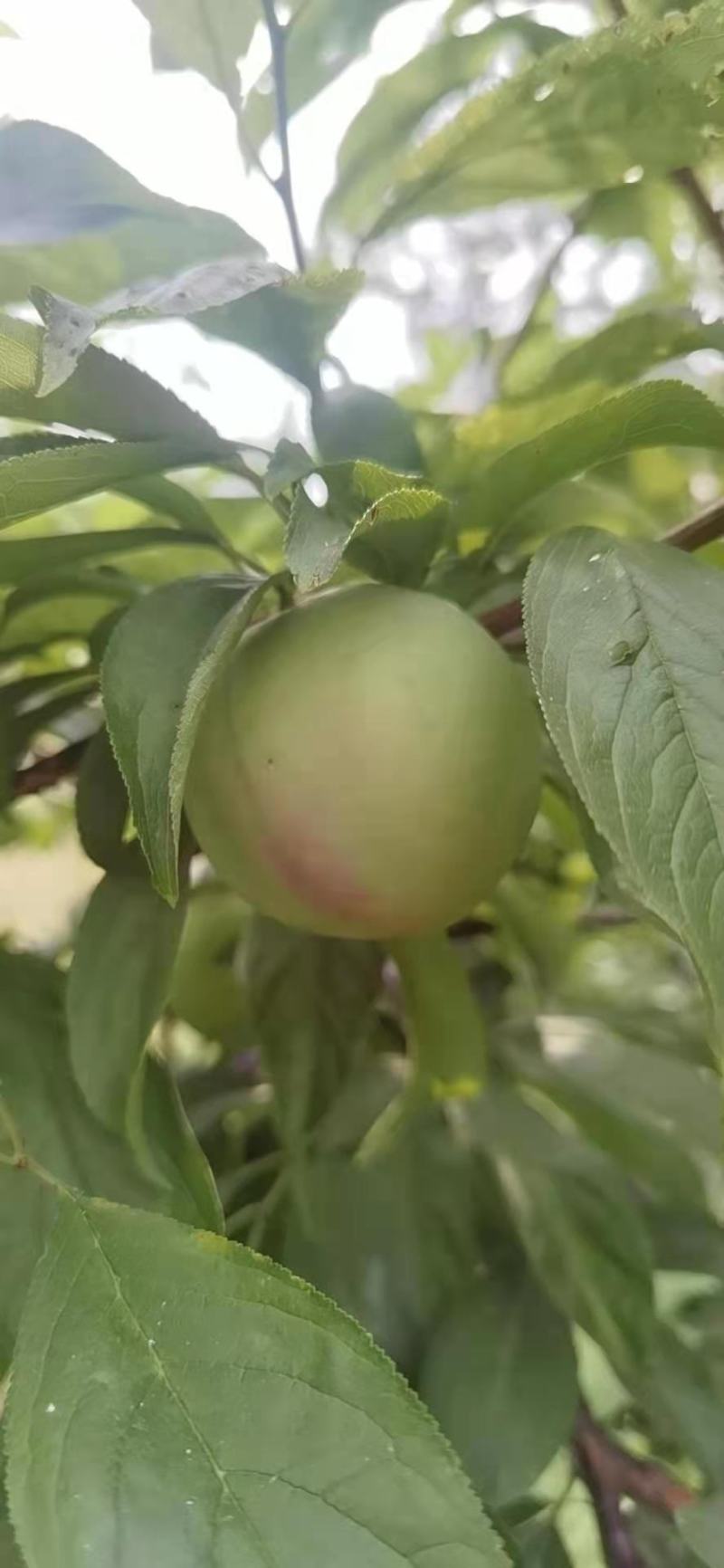 各种黑布林，红布林大量上市中