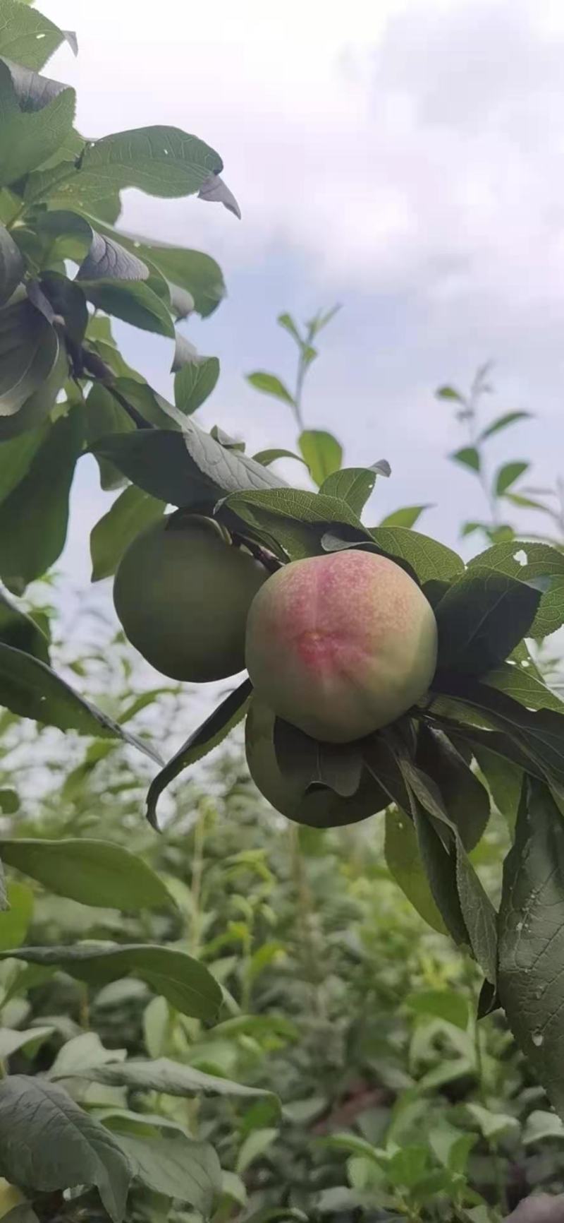 各种黑布林，红布林大量上市中