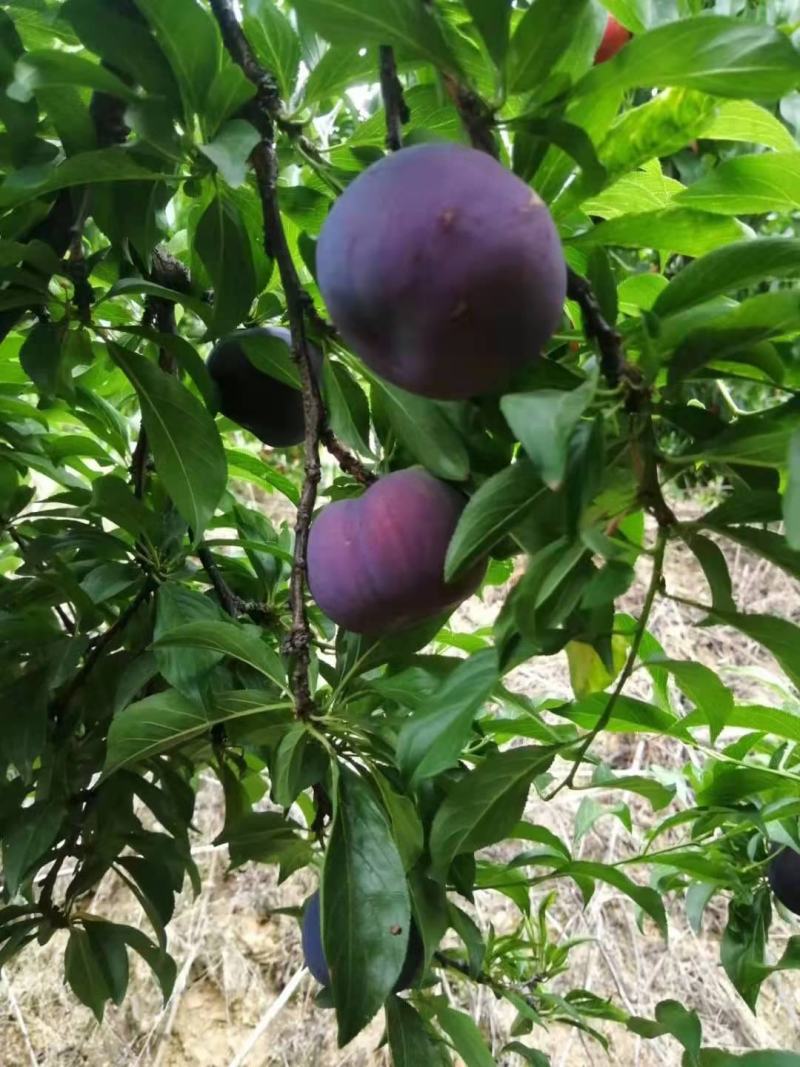各种黑布林，红布林大量上市中