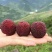 高山东魁杨梅