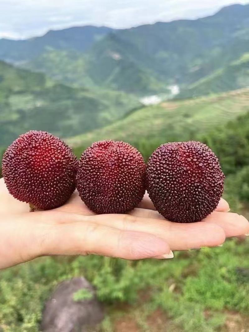高山东魁杨梅