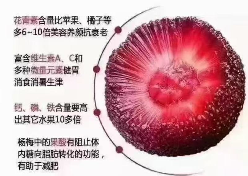 高山东魁杨梅