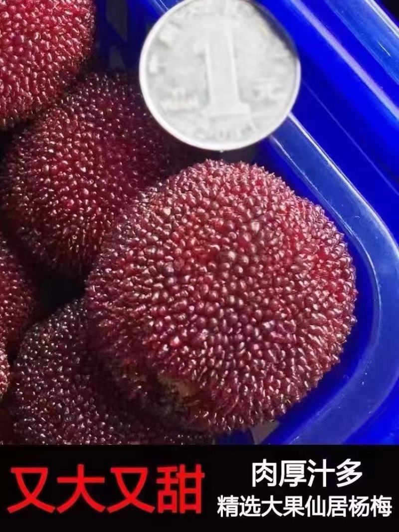 高山东魁杨梅