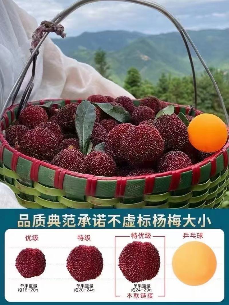 高山东魁杨梅