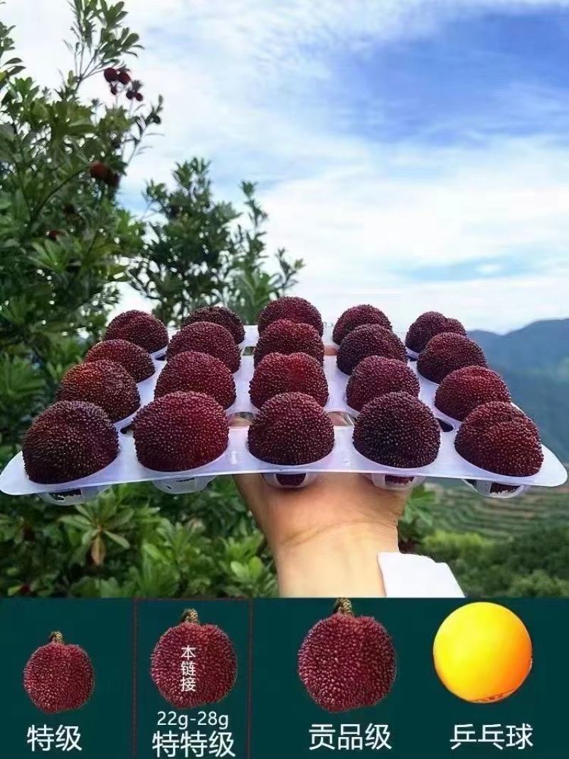高山东魁杨梅