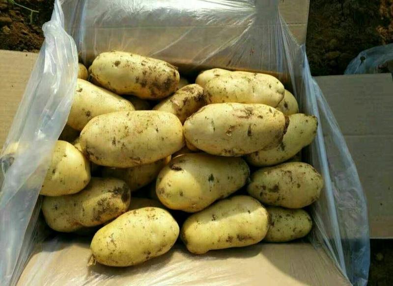 精品荷兰十五土豆，现有希森六土豆，大量出库，一条龙服务，