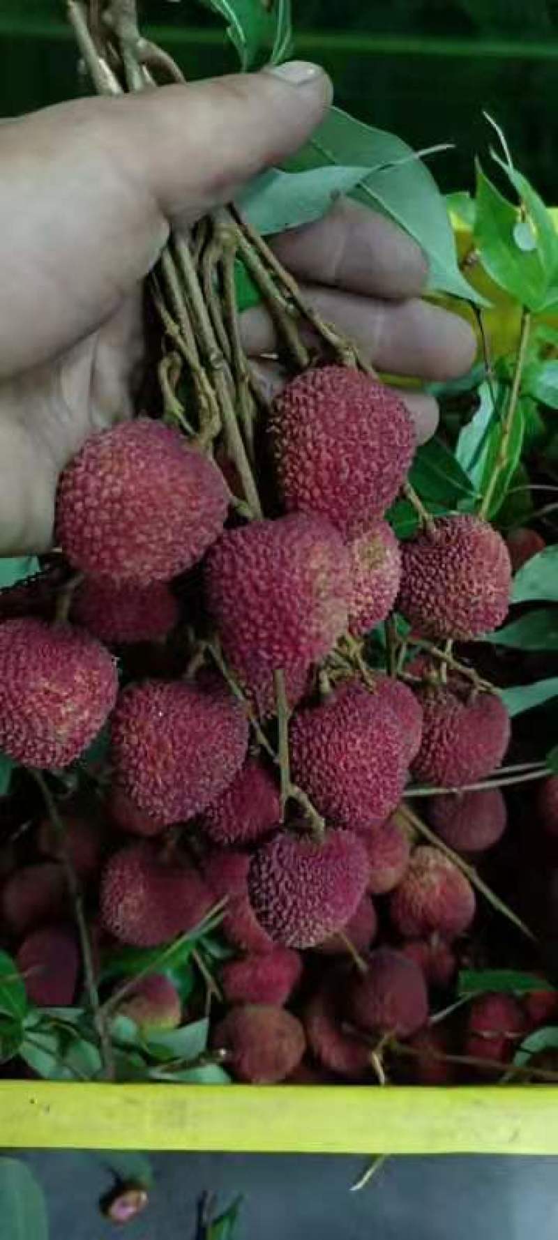 广东云浮荔枝，桂味，罗米磁