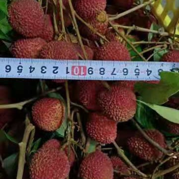 广东云浮荔枝，桂味，罗米磁