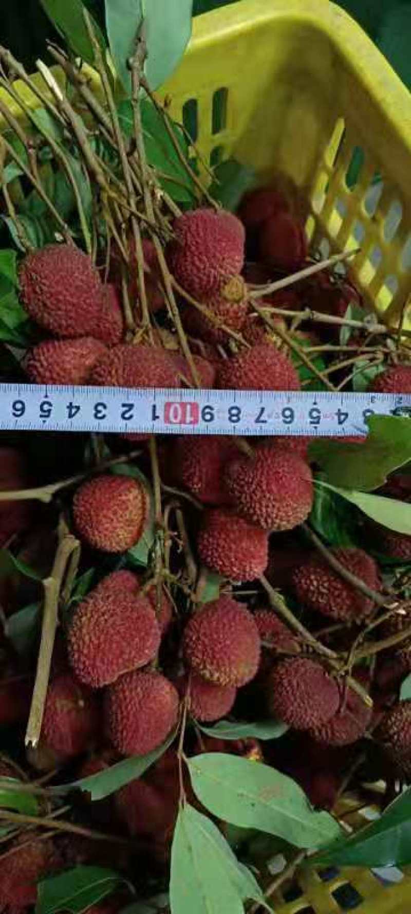 广东云浮荔枝，桂味，罗米磁