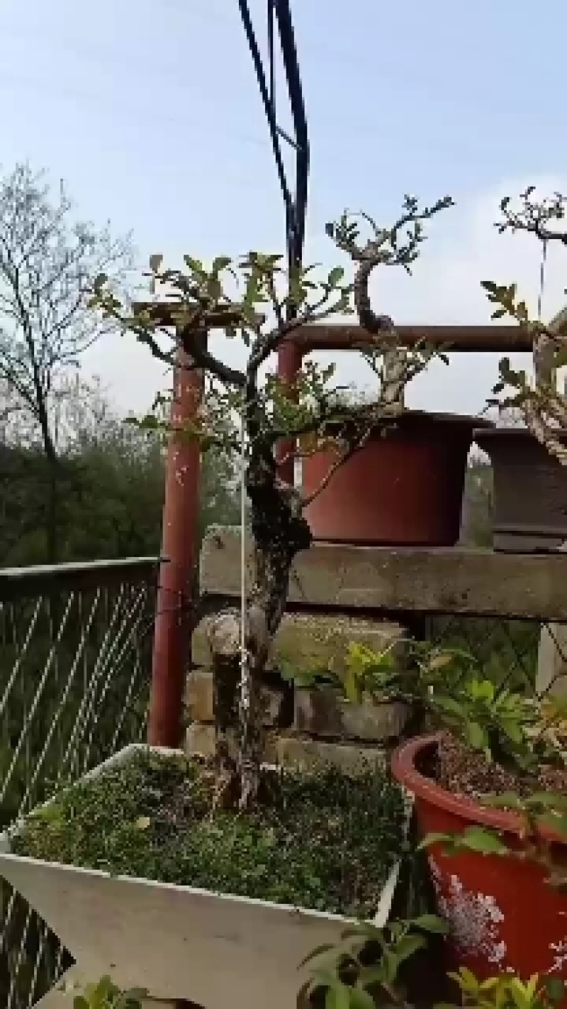 黄杨