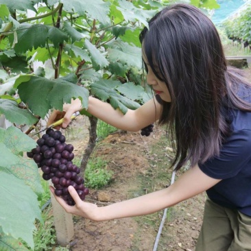 欢迎来金乡葡萄基地采购藤臻巨峰品