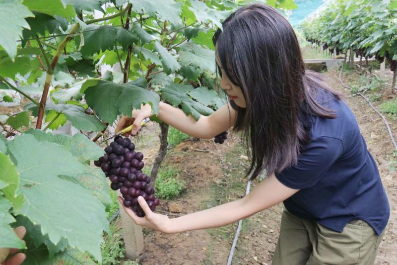 欢迎来金乡葡萄基地采购藤臻巨峰品