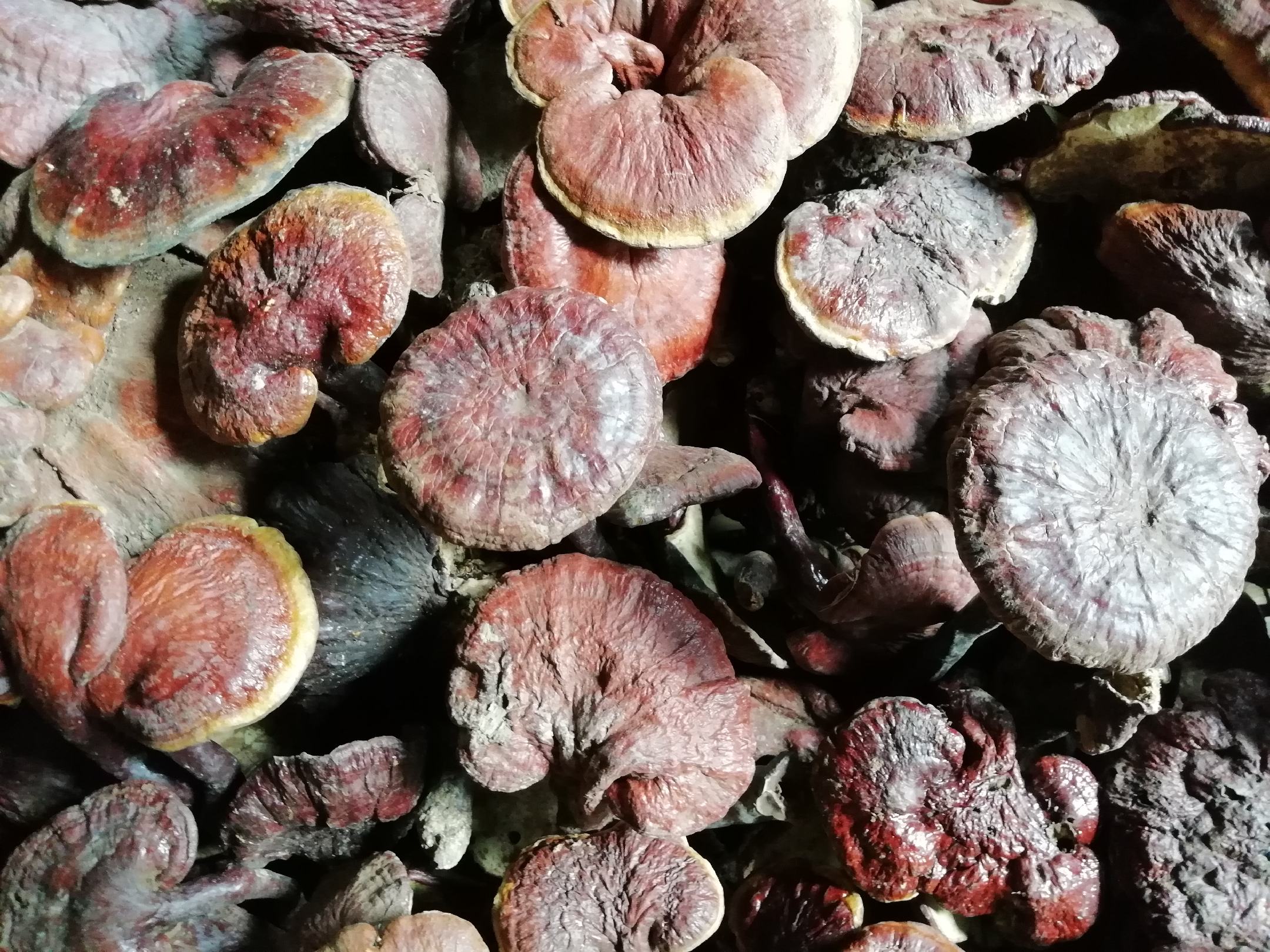 显微镜下的赤灵芝孢子颗粒,呈现密集排列的微小结构 赤灵芝孢子显微图