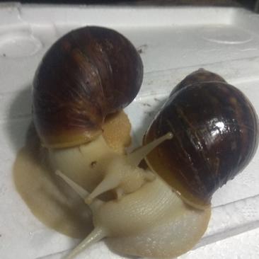 白玉蜗牛三十克商品蜗牛