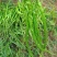 贵州高原鲜辣椒上市中
