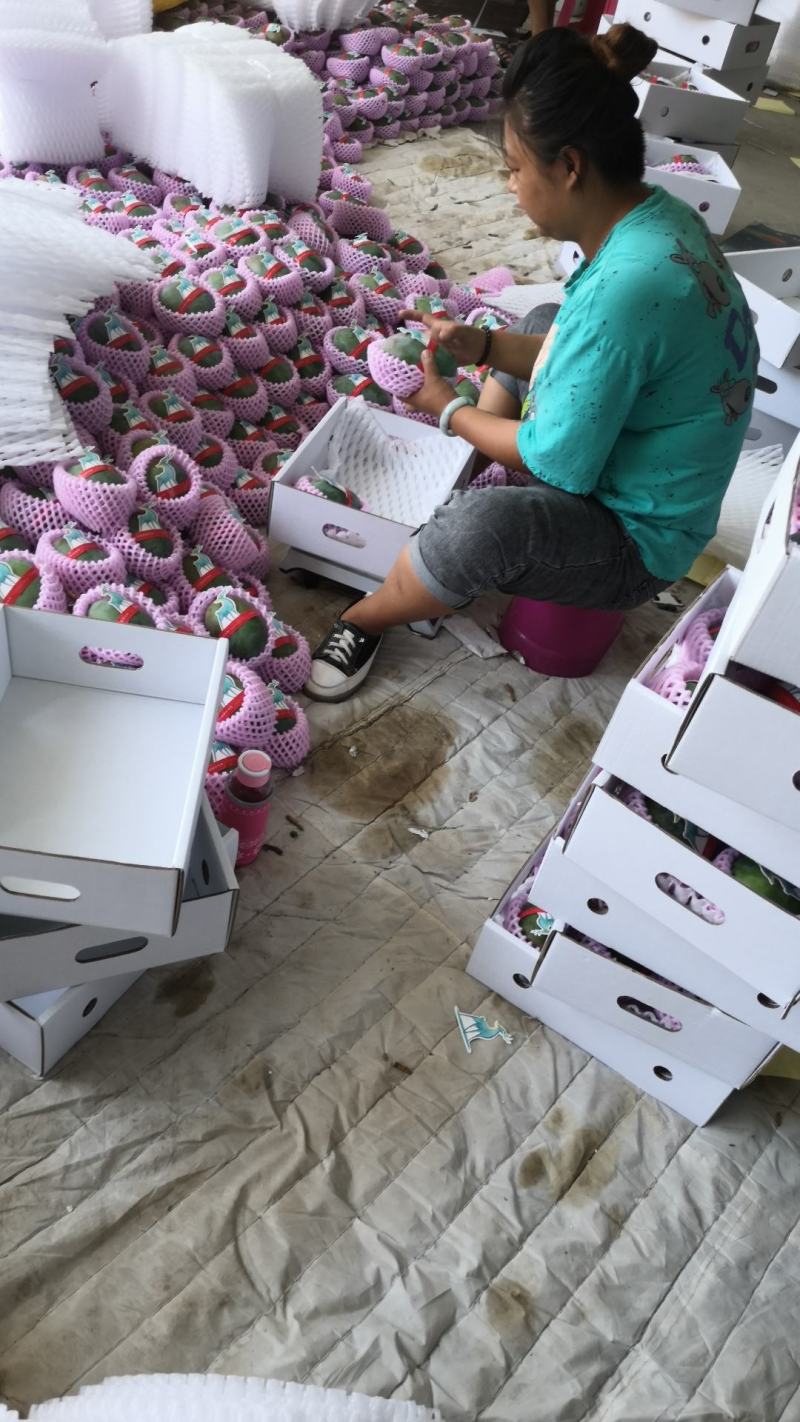 攀枝花凯特芒原产地直供支持一件代发、落地配、整车物流
