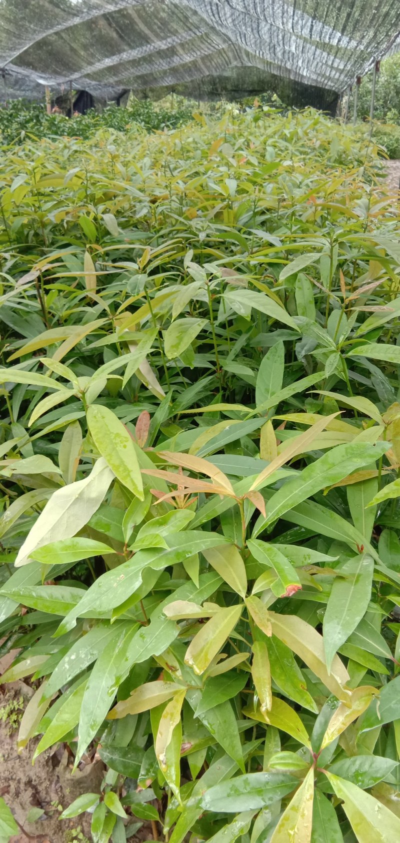 刨花楠杯苗无纺布袋苗地径0.5至0.8厘米高50以上